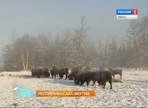 Як розрізняти бізона, вівцебика чи яка бізона