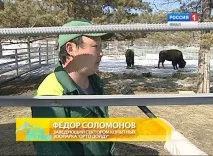 Як розрізняти бізона, вівцебика чи яка «Орто
