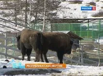 Як розрізняти бізона, вівцебика чи яка розрізняти
