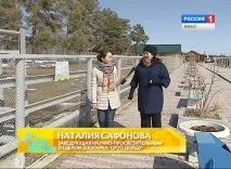 Як розрізняти бізона, вівцебика чи яка вівцебика