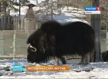 Як розрізняти бізона, вівцебика чи яка зоопарку