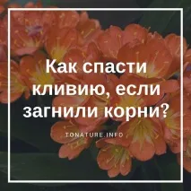 кливия