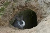 Як зимують дикі звірі зимують