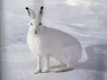 Як зимують дикі звірі звірі