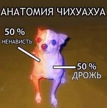 собаку