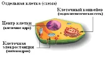 медицина