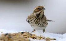 Очеретяна, або очеретяна, вівсянка вівсянка