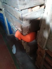 свіже