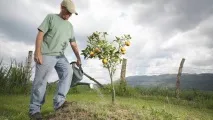 сорти
