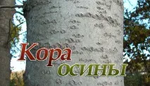 Кора осики - застосування, лікувальні властивості та протипоказання застосування