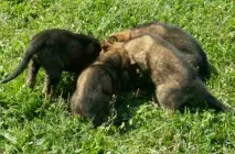 Годування цуценят німецької вівчарки вівчарки