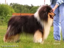 Коллі довгошерстий - Розплідники собак - сторінка 2 на довгошерстий