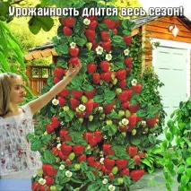 Хтось вирощував таку полуницю вирощував