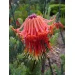 Leucospermum reflexum var рослин