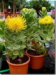 leucospermum