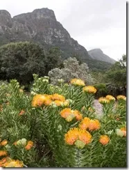 leucospermum