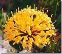 leucospermum