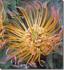 leucospermum