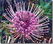 leucospermum