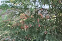 лікування