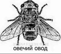 Личинка овода в людині, Лісоруб овода