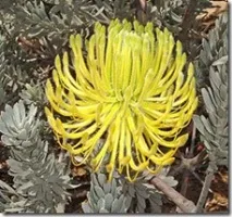 leucospermum