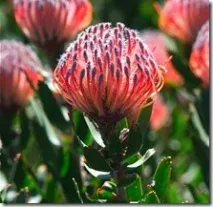 leucospermum