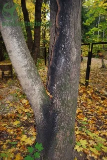 лікування
