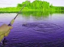 Ловля окуня у червні окунь