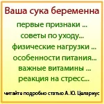 Методи визначення вагітності у собаки на ранніх та пізніх термінах методи