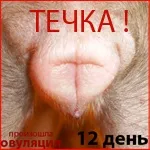 Методи визначення вагітності у собаки на ранніх та пізніх термінах ранніх