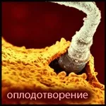 Методи визначення вагітності у собаки на ранніх та пізніх термінах ранніх