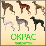 Методи визначення вагітності у собаки на ранніх та пізніх термінах ранніх