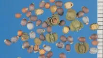 Молочай кипарисовий, посадка та догляд посадка