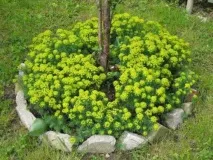 Молочай кипарисовий, посадка та догляд молочай