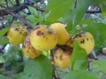 ознаки
