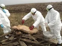 На Дону вдвічі скоротять районні ветеринарні лабораторії районні