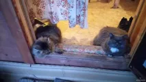 Нікому не потрібні кішки зі складним характером потрібні