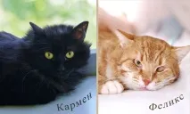 Нікому не потрібні кішки зі складним характером кішки