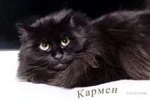 Нікому не потрібні кішки зі складним характером нікому