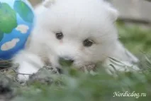 Наші цуценята - Байкальський Пес цуценята