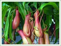непентес