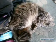 Нікому не потрібні кішки зі складним характером кішки