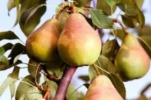 Опис сорту груші Лада - відгуки та особливості вирощування груші