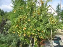 Опис сорту груші Лада - відгуки та особливості вирощування опис