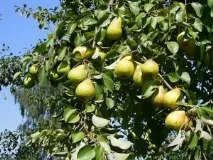 Опис сорту груші Лада - відгуки та особливості вирощування груші