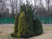 Озеленення дачної ділянки ціни за послуги, вартість озеленення ділянки перед будинком за м2 ціни