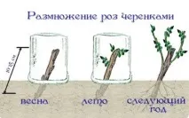 Плетиста троянда «Нью Доун» («New Dawn») опис, фото, вирощування, догляд плетиста