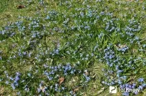 Першоцвіт проліск (сцилла) сцилла