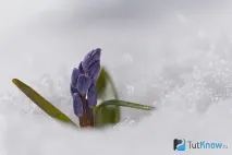 Першоцвіт проліск (сцилла) сцилла